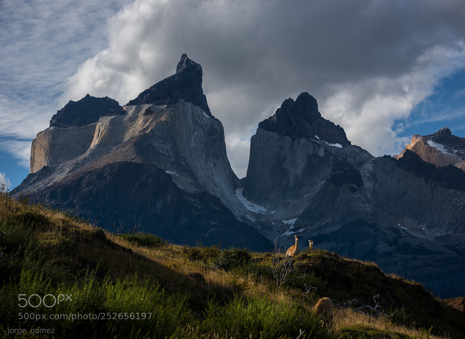 Nikon D810 sample photo. Guanacos at torres del photography