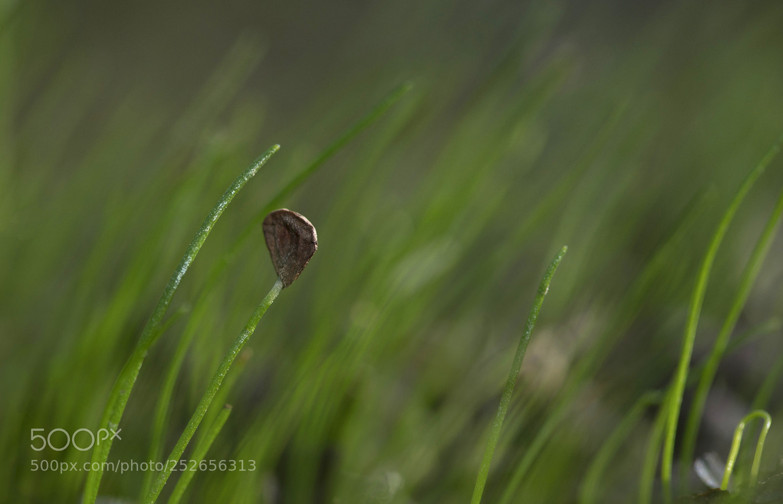 Sony a7R II sample photo. Germination photography