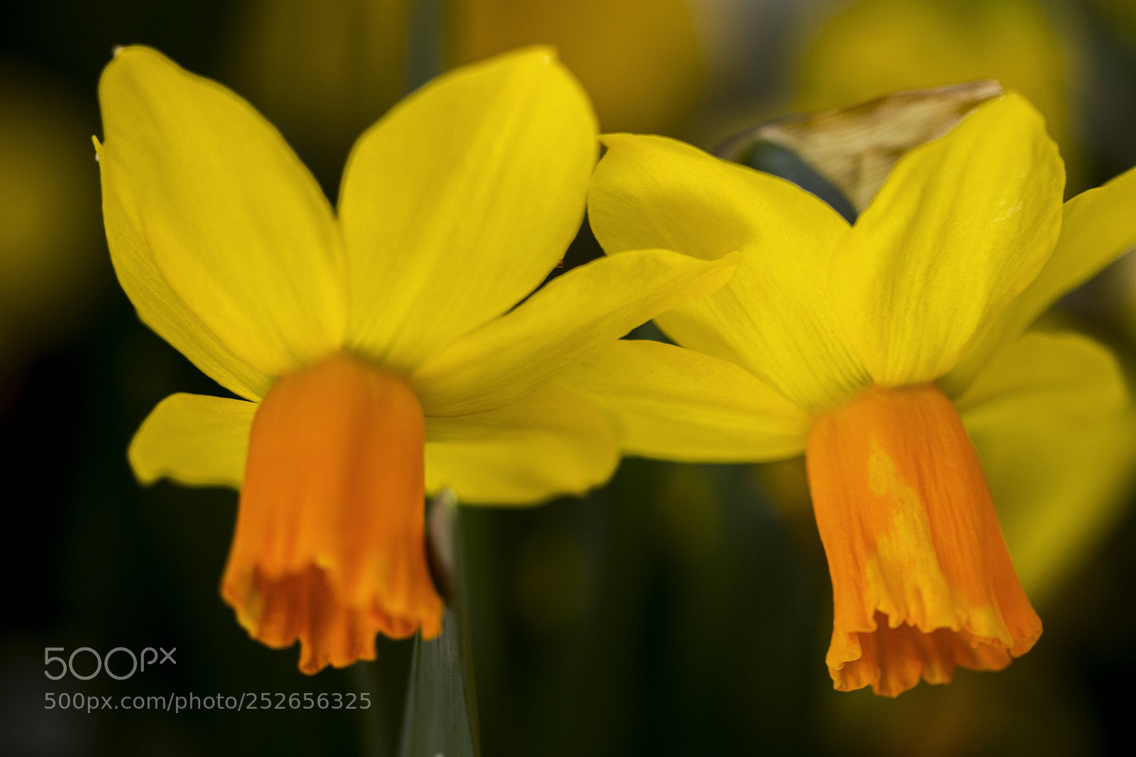 Canon EOS 60D sample photo. Flora photography