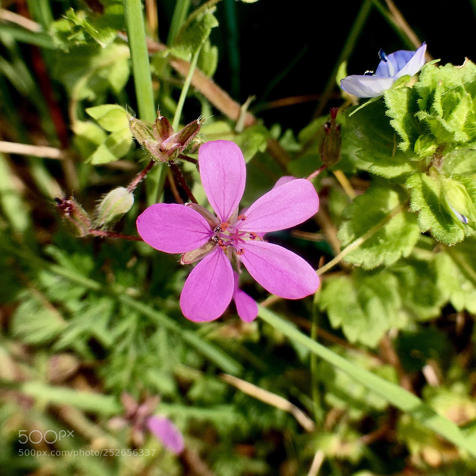 Apple iPhone 6s sample photo. Pink flower photography
