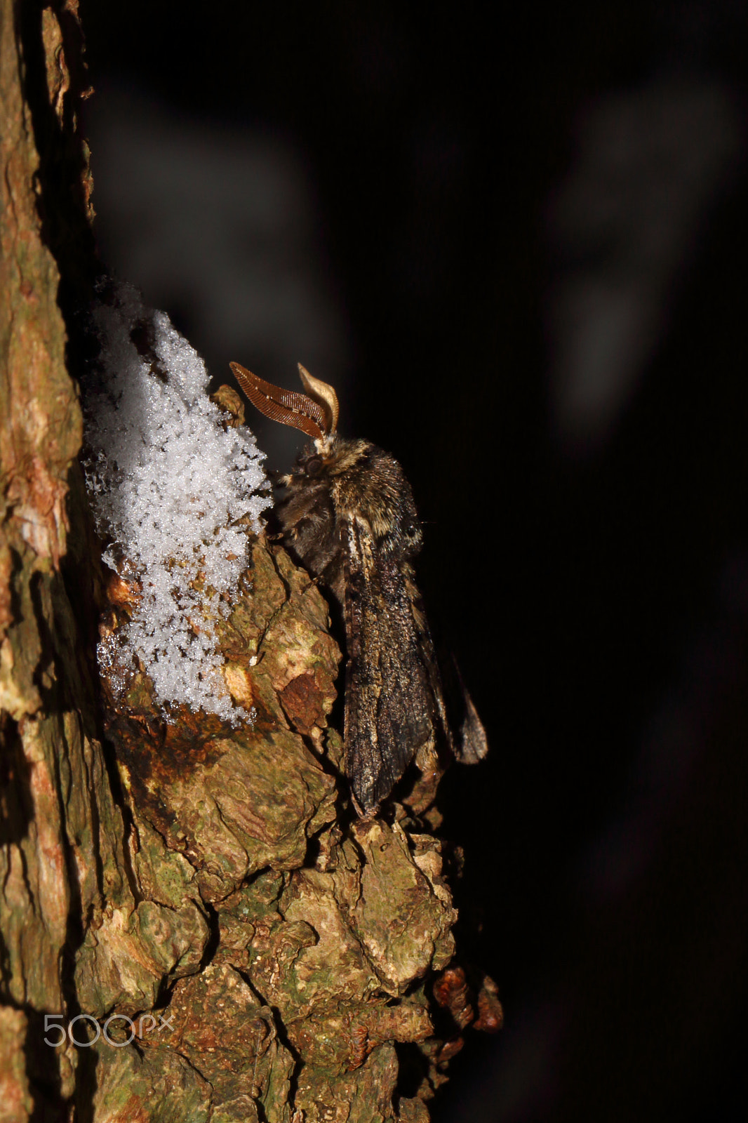 Canon EF 100mm F2.8L Macro IS USM sample photo. Male oak beauty photography