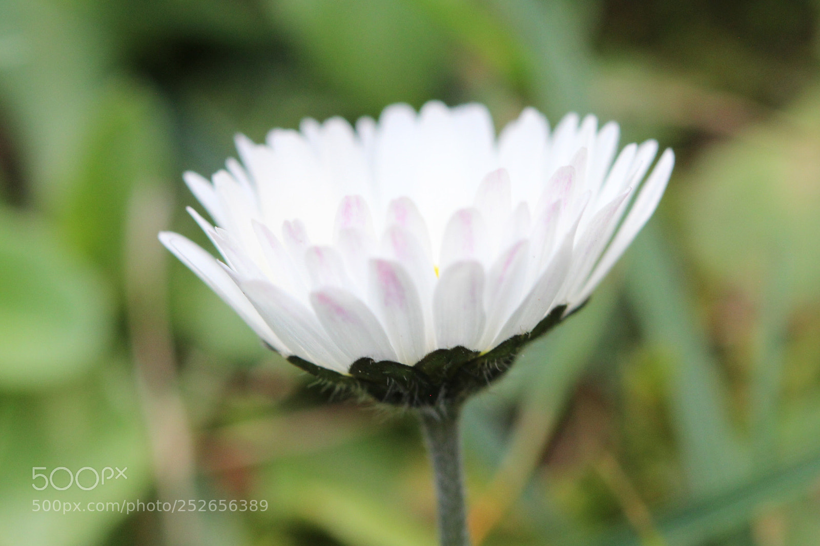 Canon EOS 600D (Rebel EOS T3i / EOS Kiss X5) sample photo. Vibrant  photography
