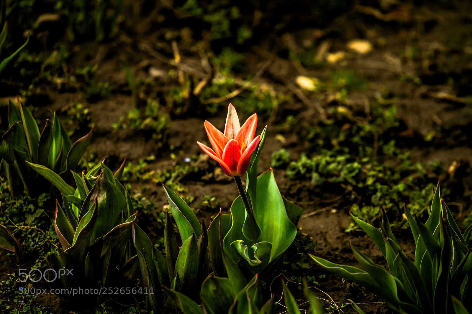 Canon EOS 7D sample photo. Orange miracle photography