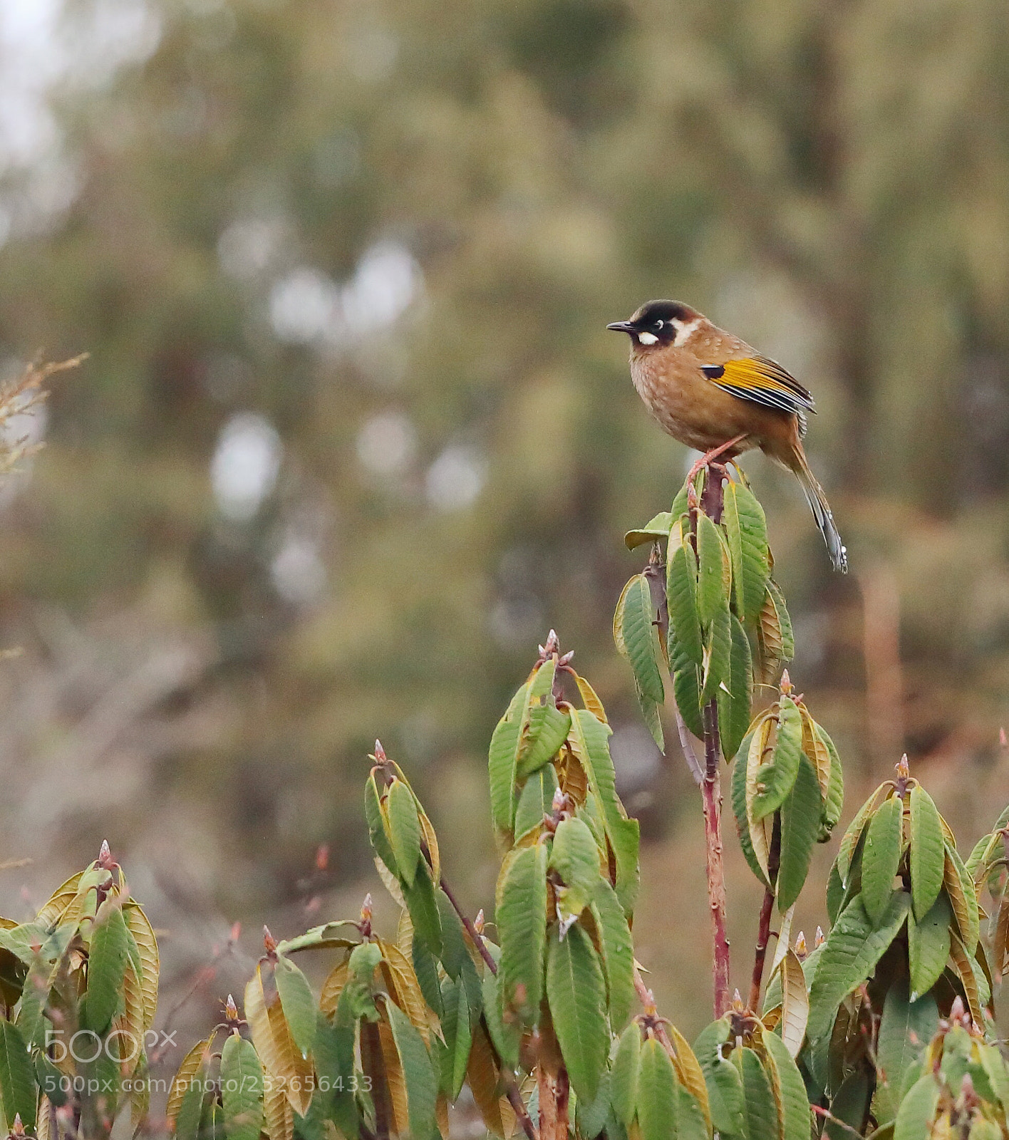 Canon EOS 5D Mark IV sample photo. Black faced laughingthrush photography