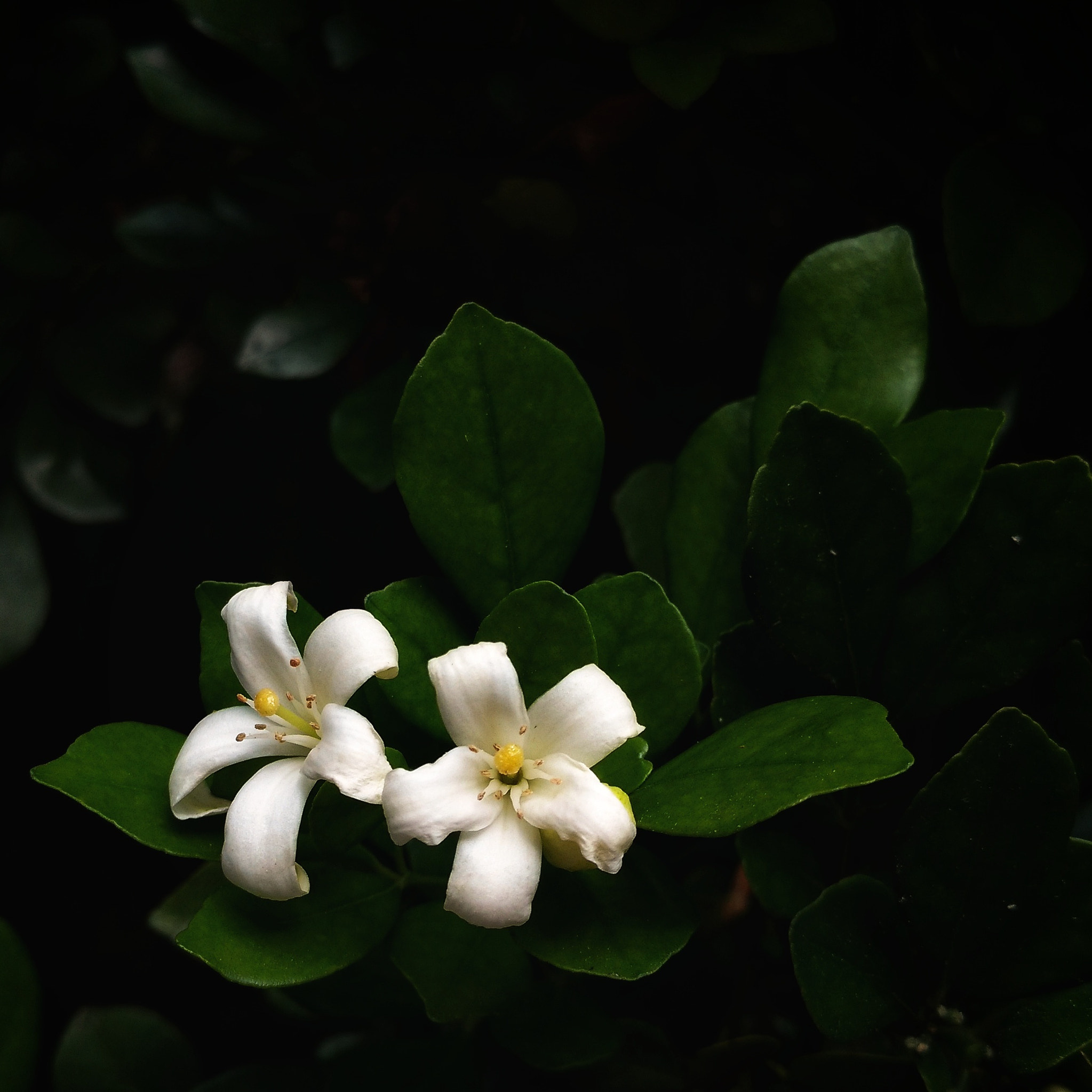 Motorola Moto X Play sample photo. Jasmim photography