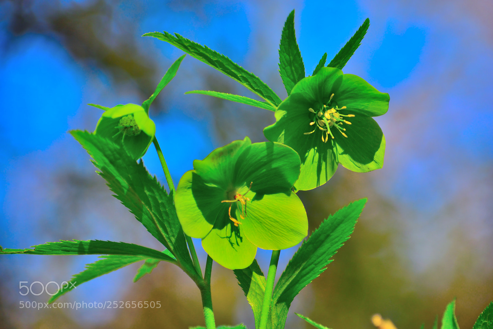 Nikon D3300 sample photo. Helleborus viridis photography