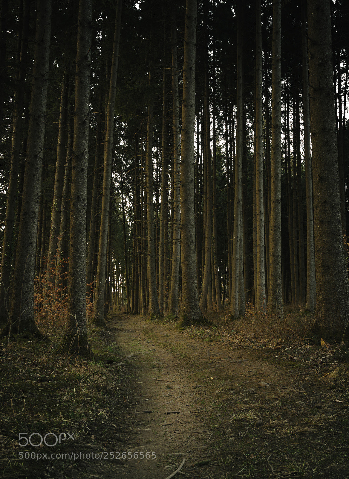 Canon EOS 5D Mark II sample photo. Untitled photography