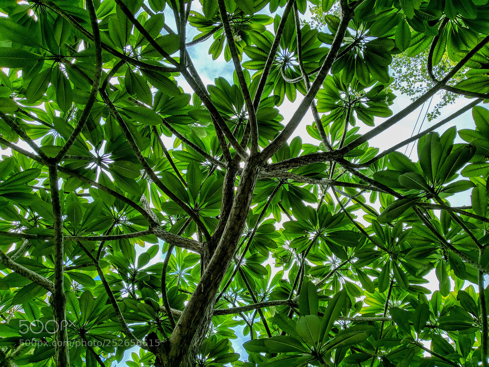 Xiaomi Mi A1 sample photo. Untitled photography