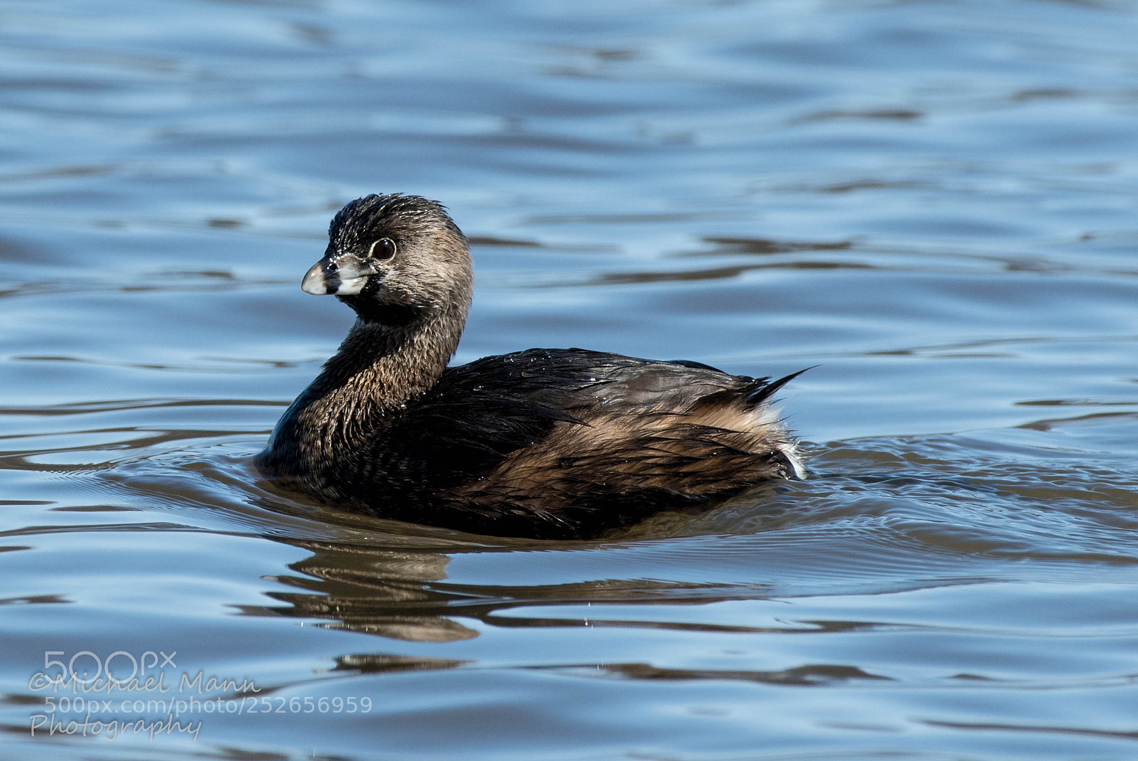 Nikon D850 sample photo. Pied-billed grebe photography