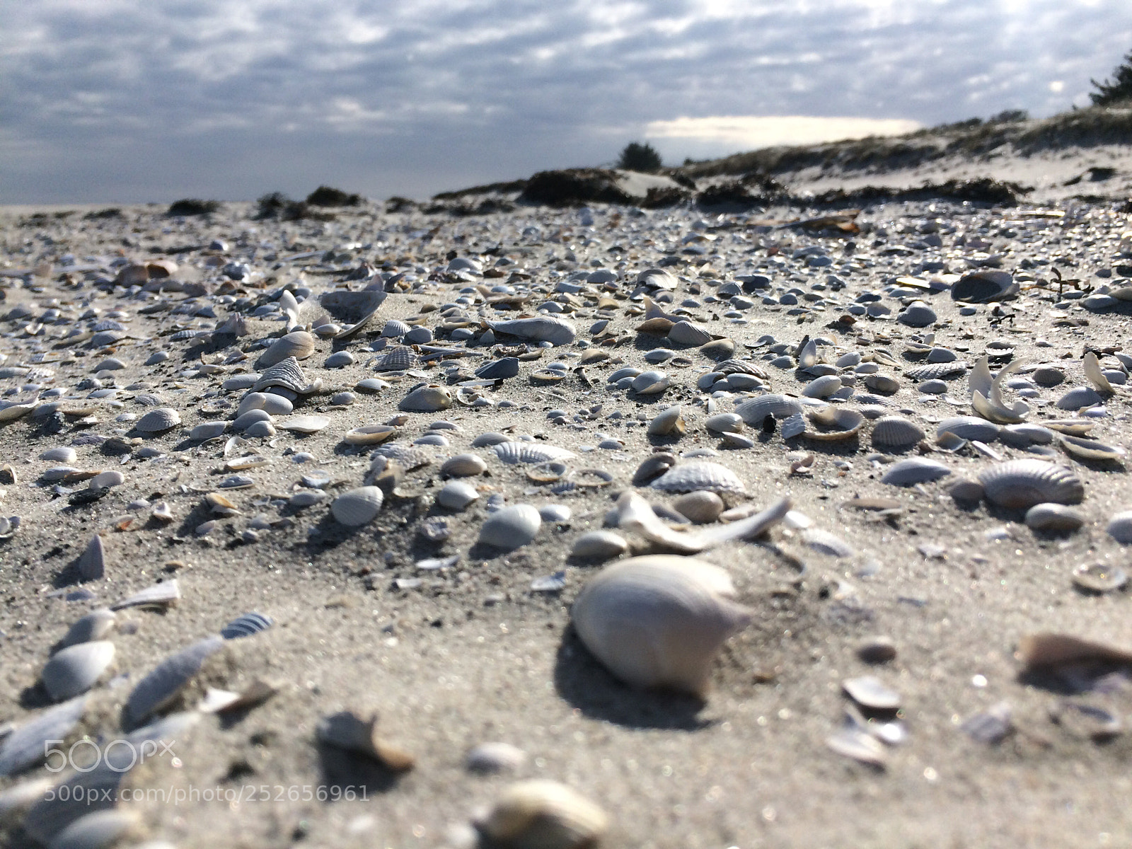 Apple iPhone 5s sample photo. The seashells photography