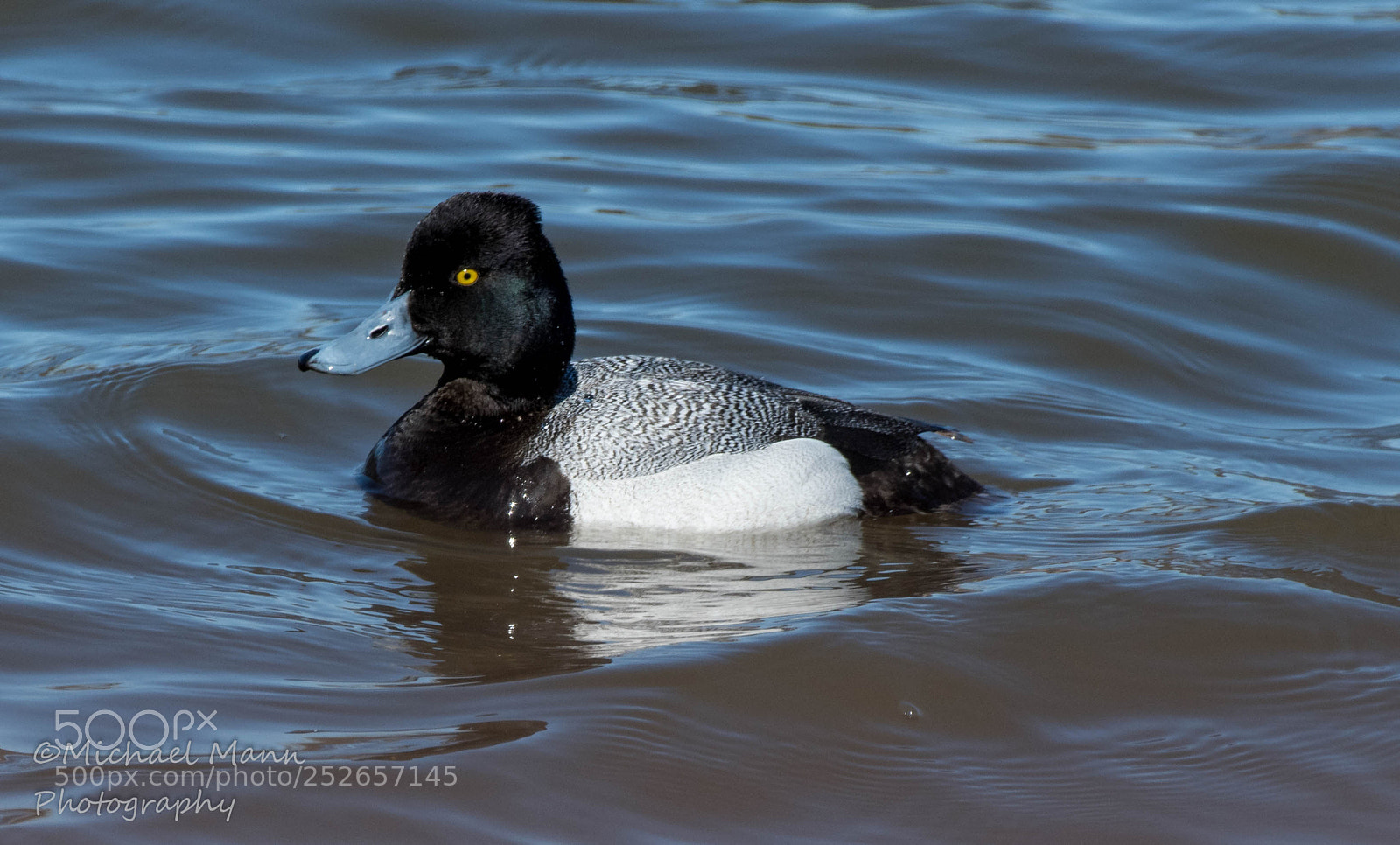Nikon D850 sample photo. Greater scaup photography