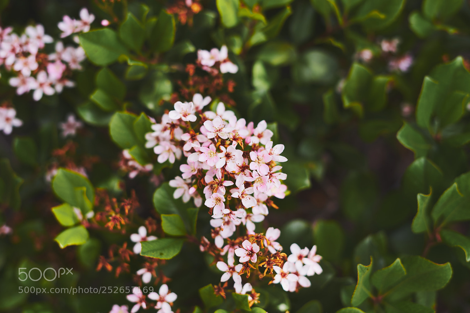 Sony a7 II sample photo. Spring flowers photography