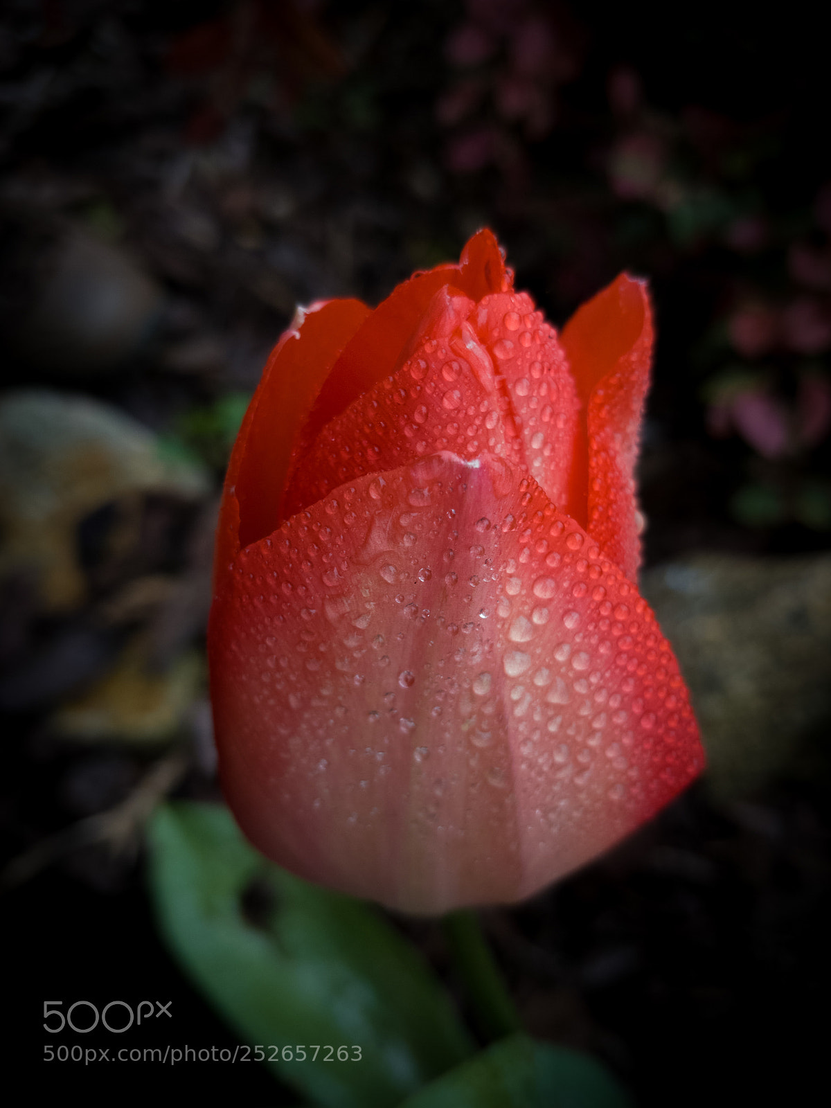 OnePlus 5 sample photo. Red tulip photography
