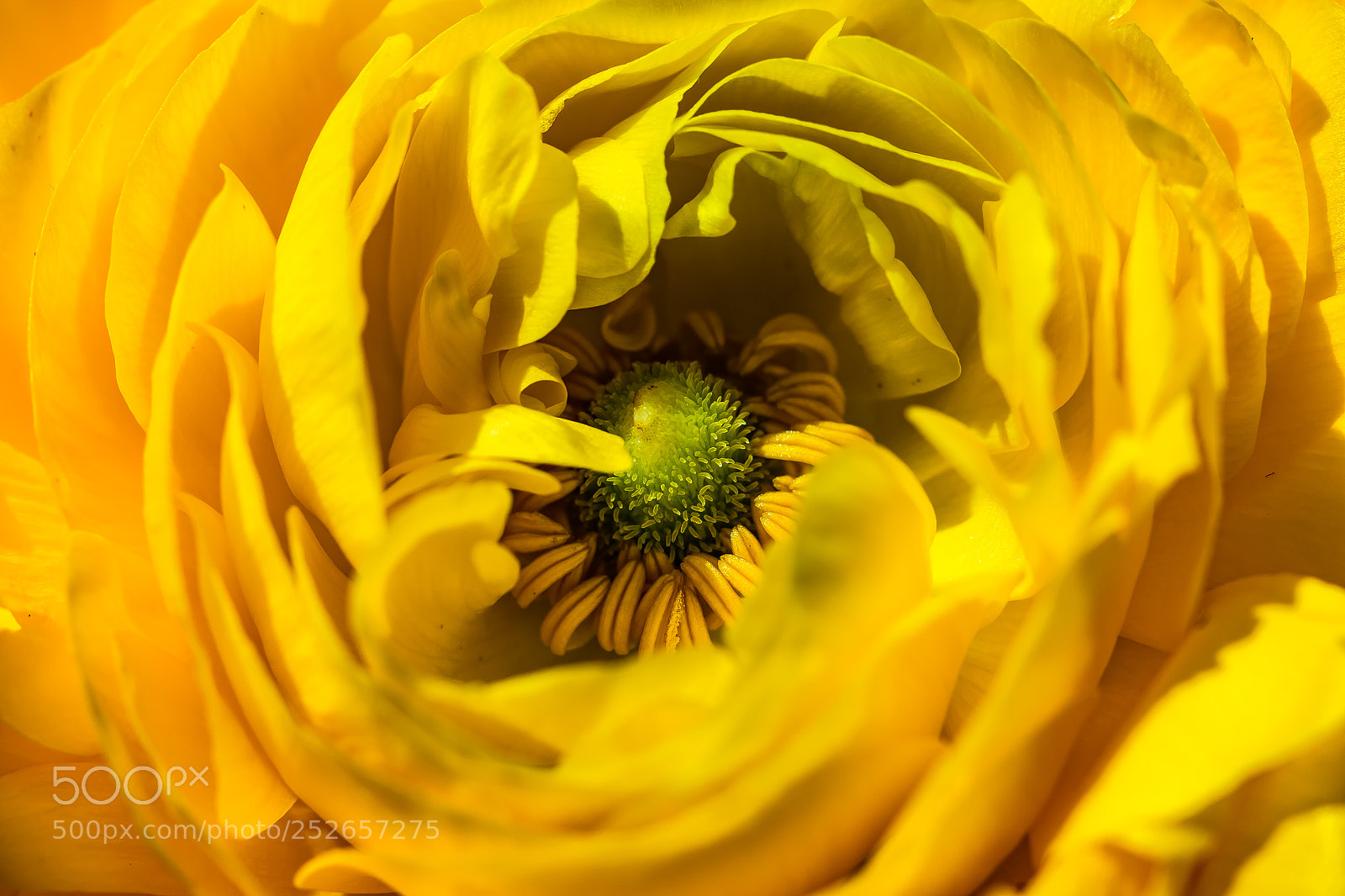 Canon EOS 7D Mark II sample photo. Yellow photography