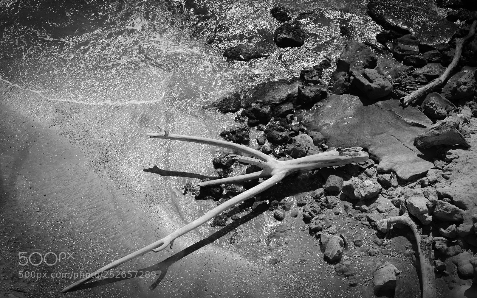 Canon EOS 5D Mark IV sample photo. Driftwood photography
