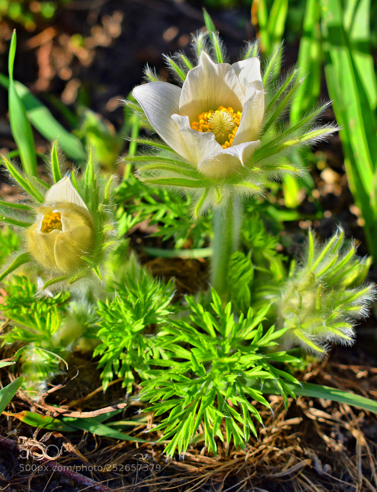 Nikon D3300 sample photo. Green...... photography