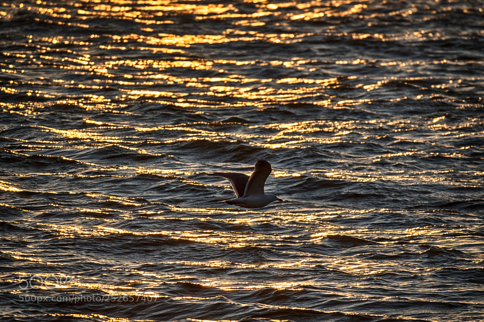 Nikon D500 sample photo. Evening sea photography