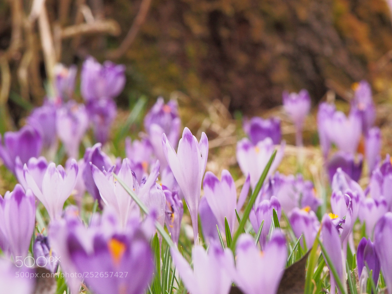 Olympus PEN E-PL5 sample photo. Field of crocus photography