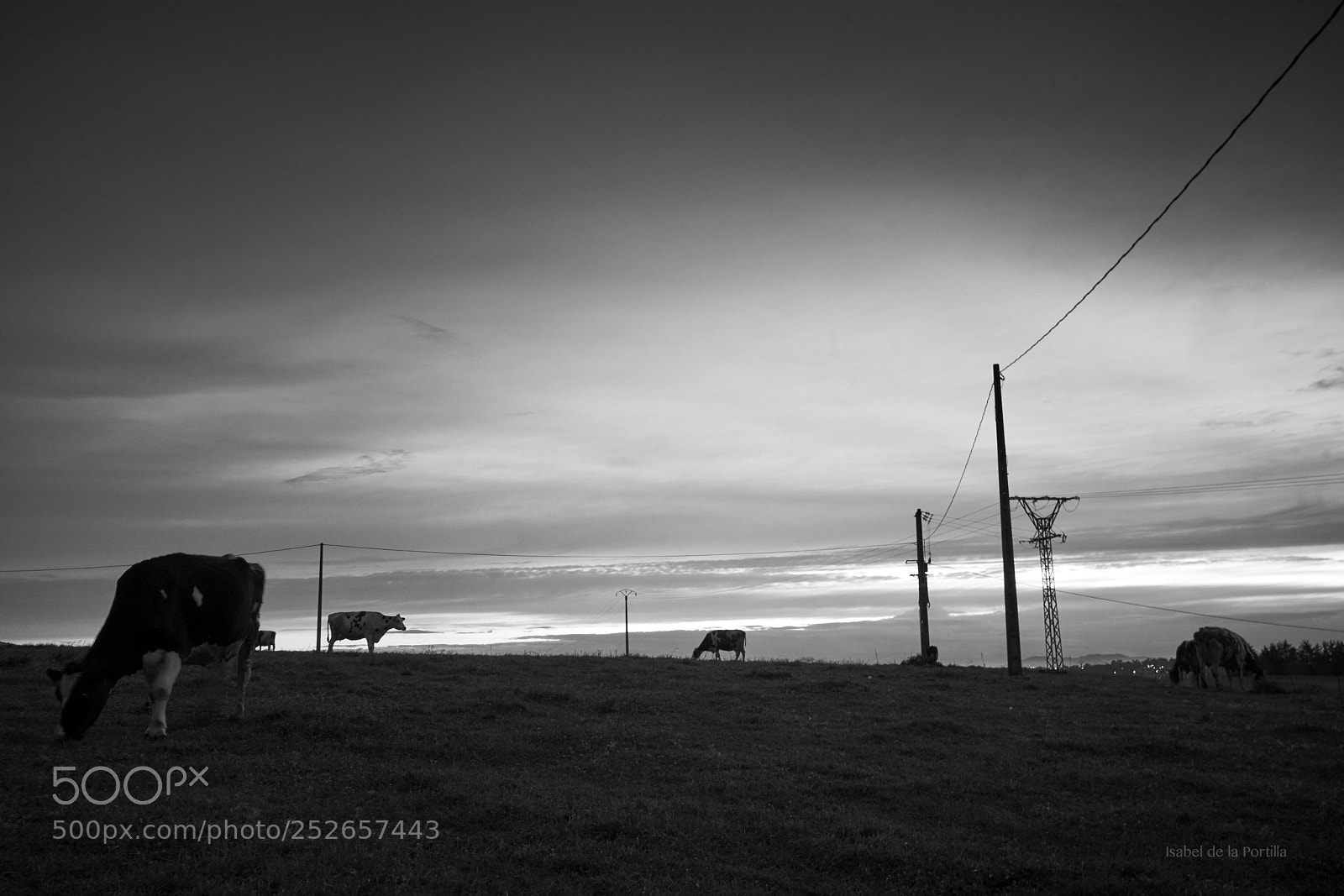 Sony a7R II sample photo. Cows 1. almost night photography
