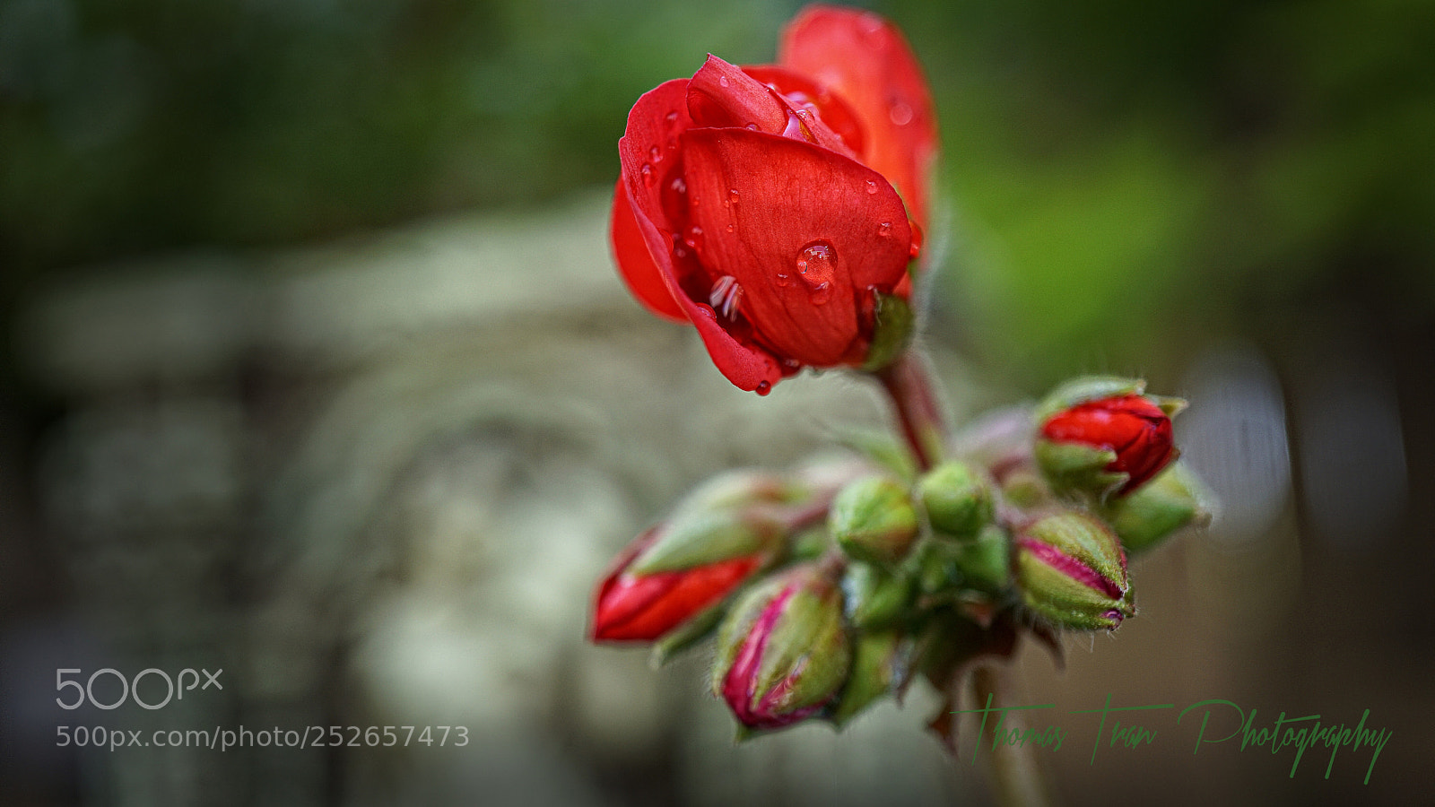 Sony a6000 sample photo. Red tiny flower photography