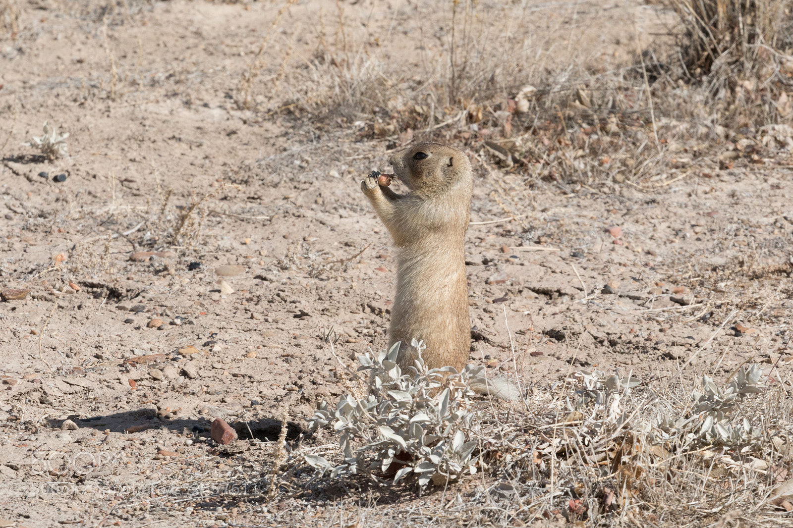 Canon EOS 70D sample photo. Prairie dog snack time photography