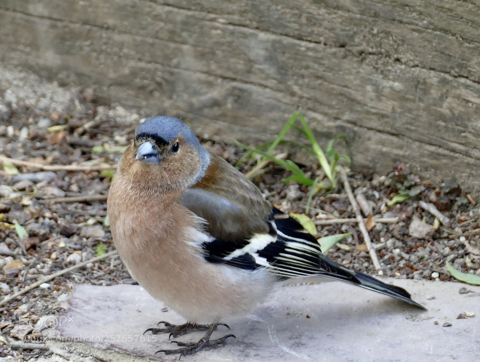 Leica V-Lux (Typ 114) sample photo. Bird... photography