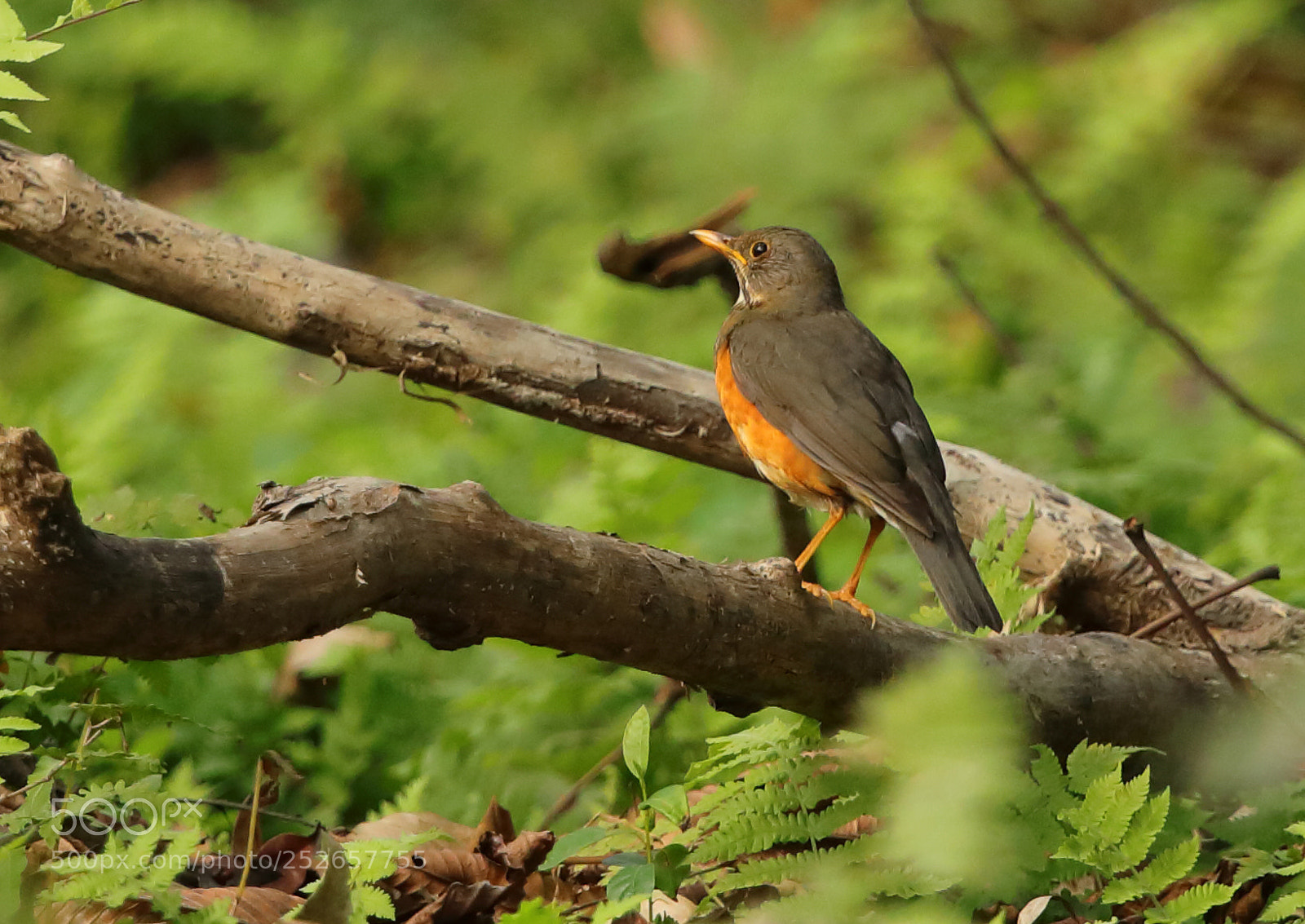 Canon EOS 5D Mark IV sample photo. Chestnut thrush female photography