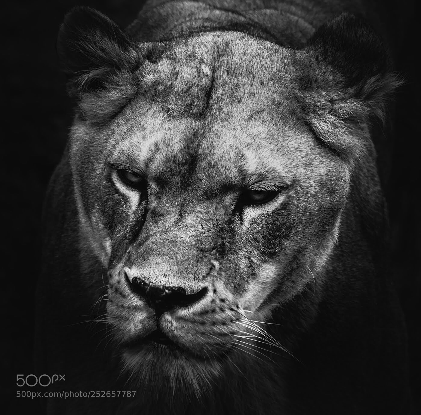 Nikon D7100 sample photo. Lioness photography