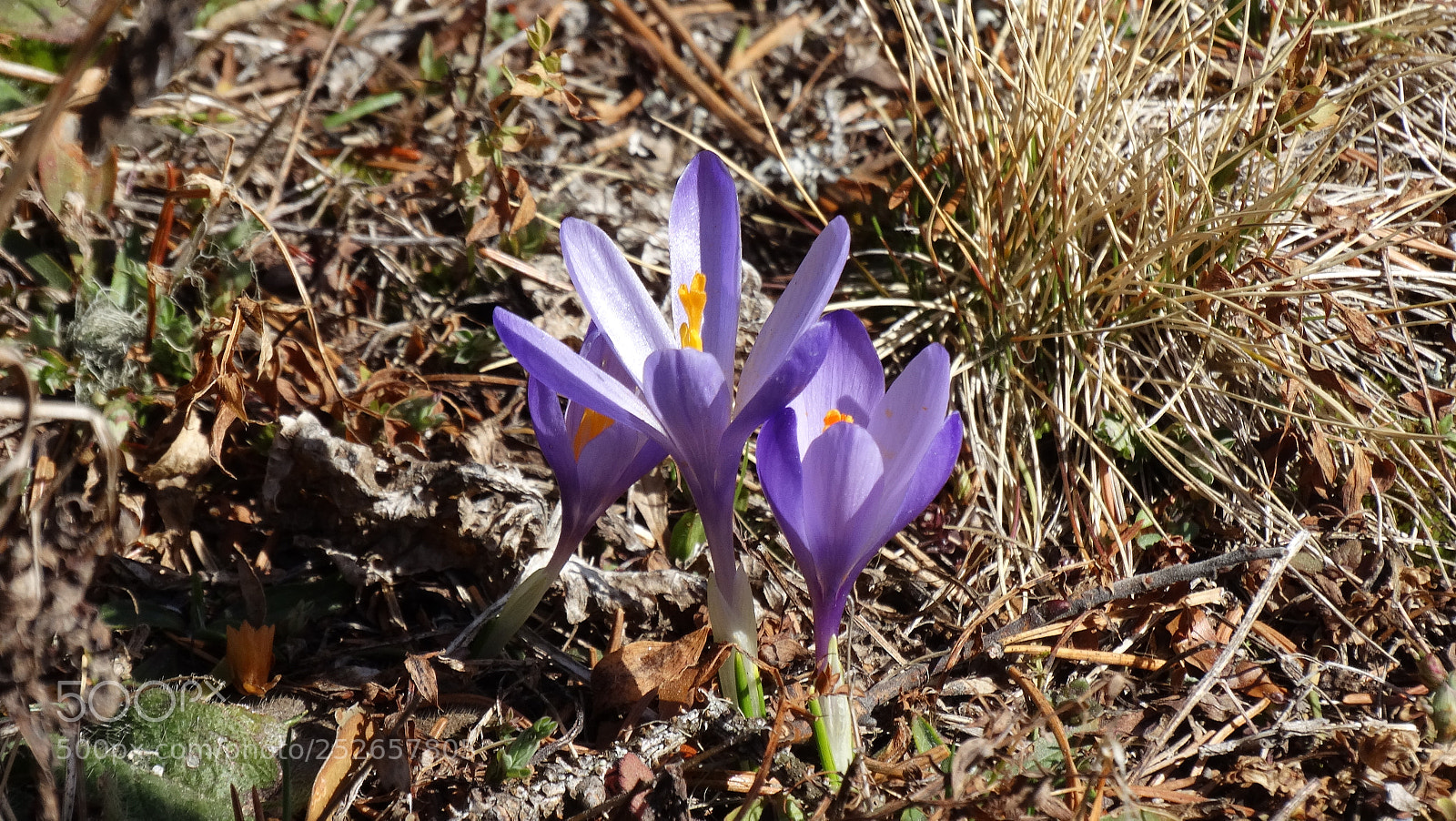 Sony Cyber-shot DSC-HX300 sample photo. Mountain flowers photography