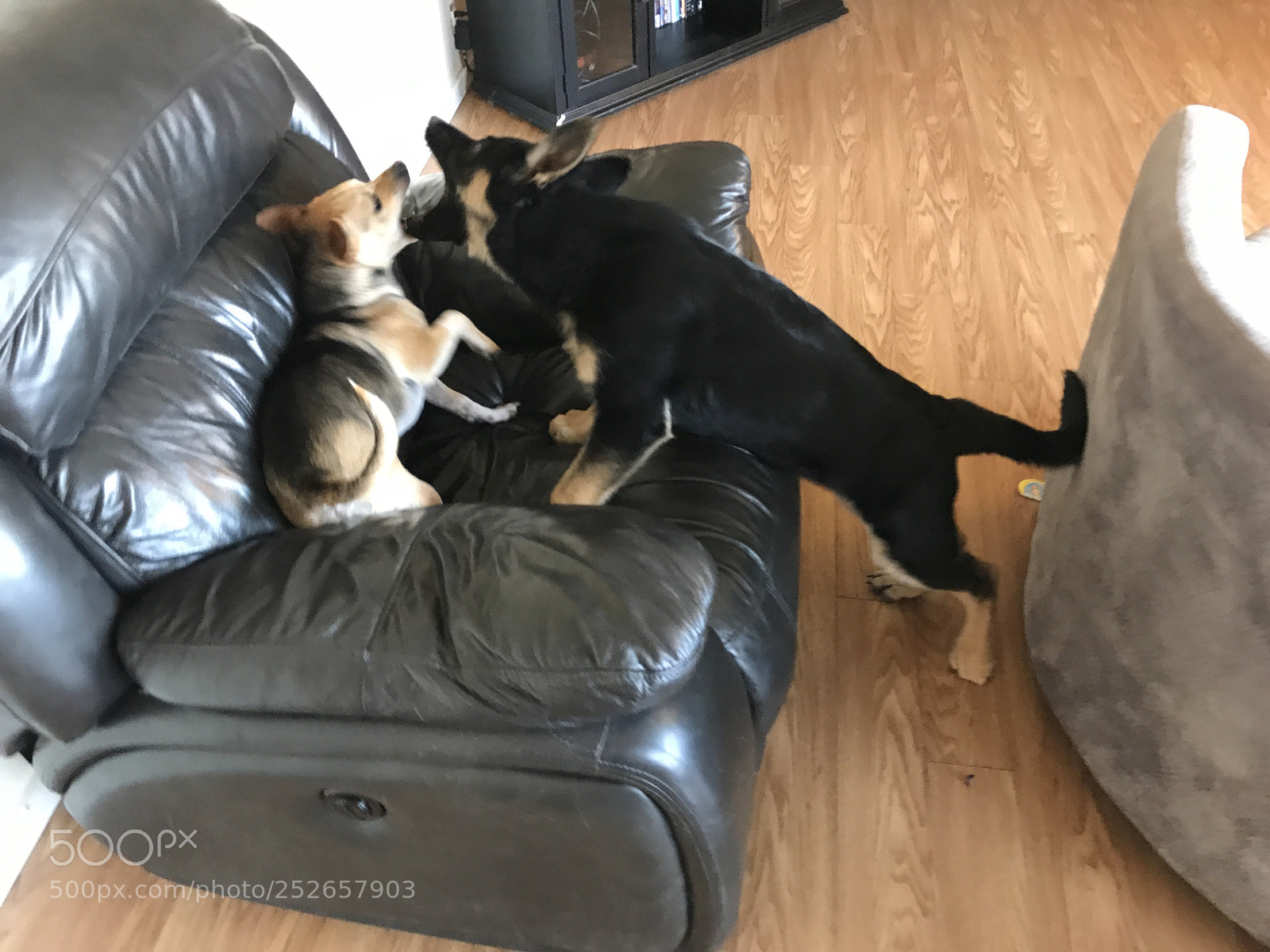 Apple iPhone 7 sample photo. Dog fight photography