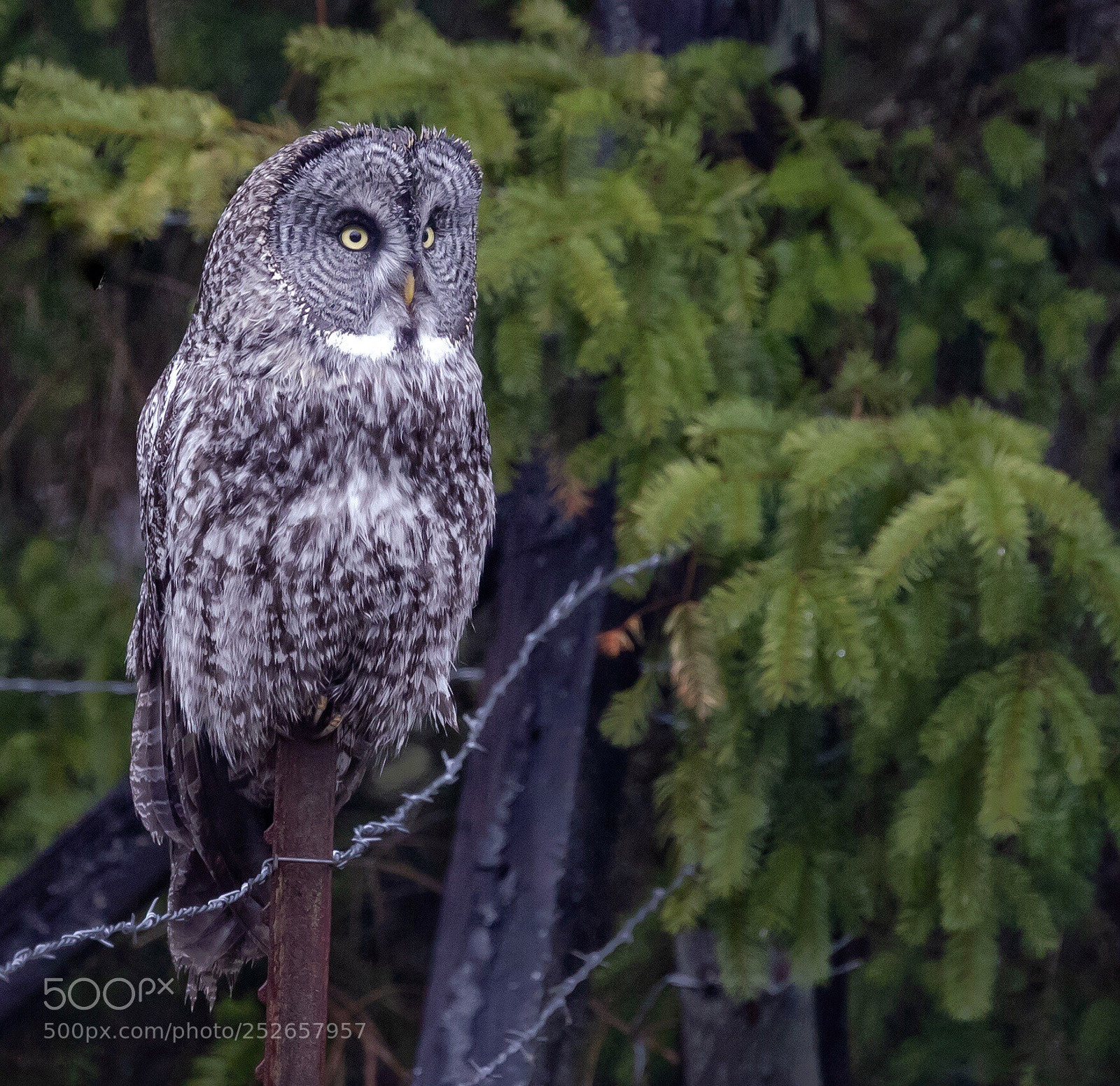Canon EOS 5D Mark IV sample photo. Great gray owl early photography