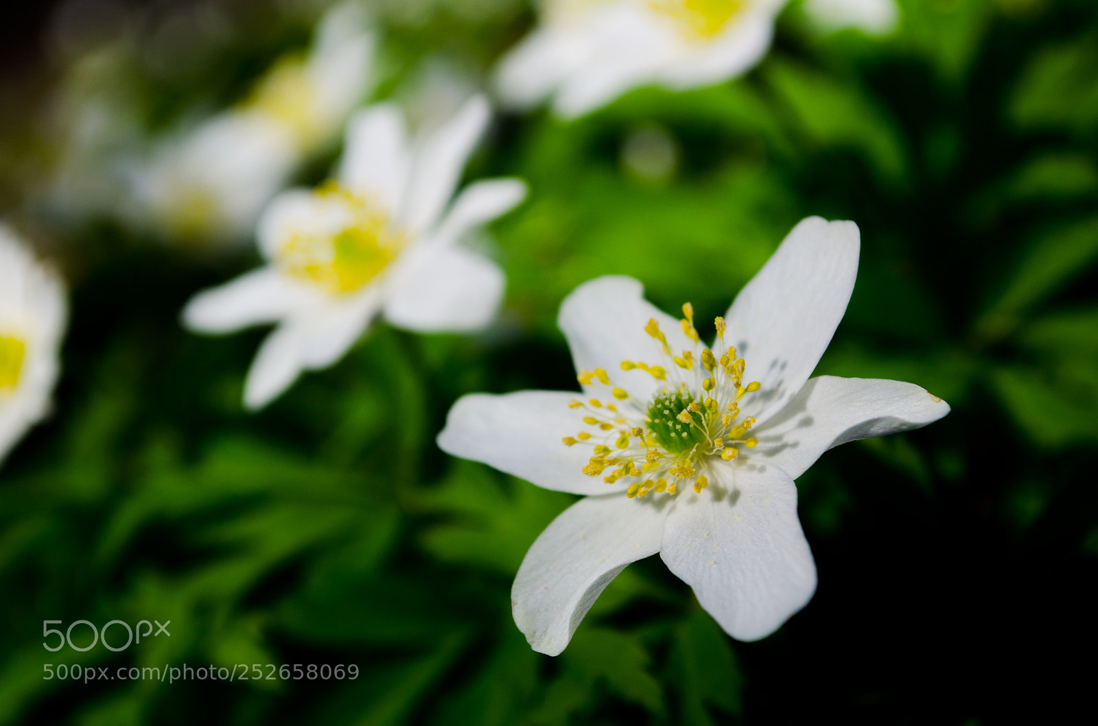 Nikon D5100 sample photo. Wood anemoon photography