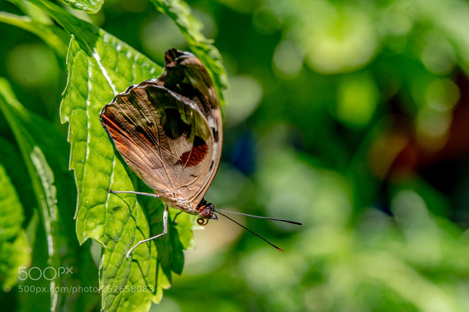 Sony a7R II sample photo. Perched photography