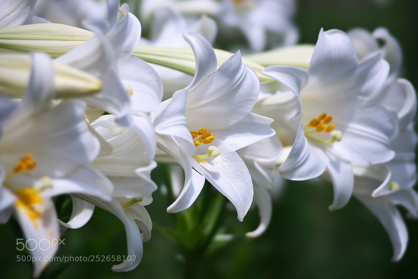 Sony a7 sample photo. Eiryobu lily photography