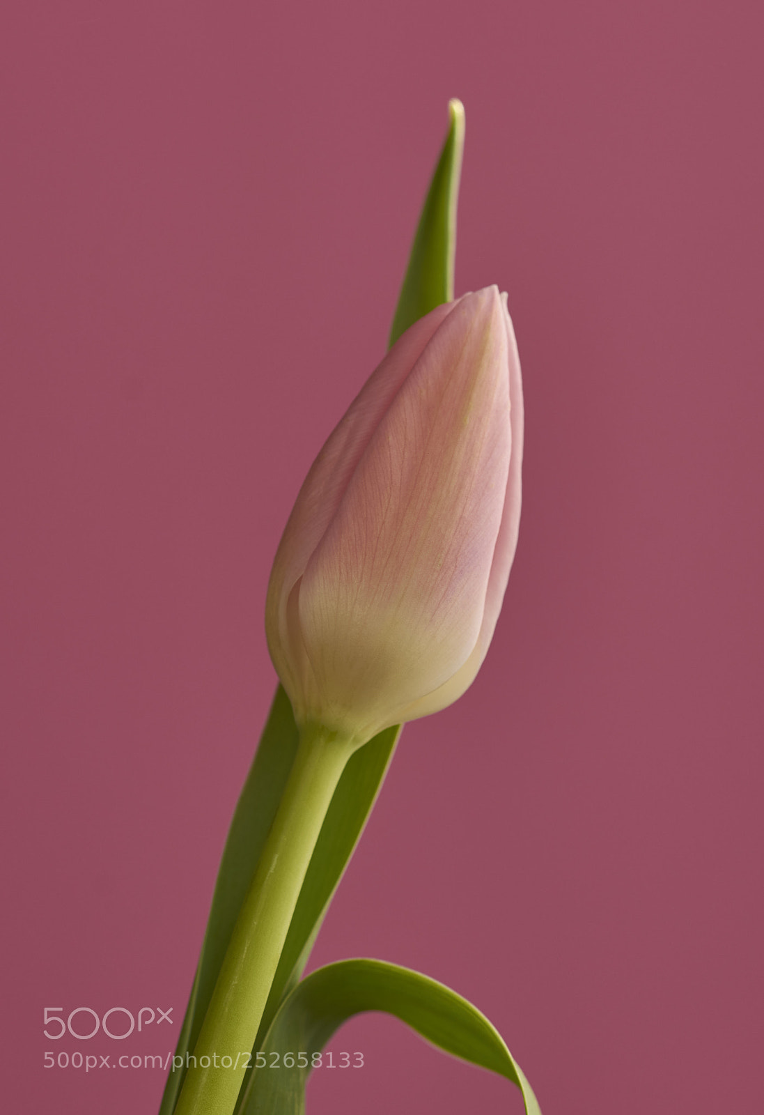 Nikon D7200 sample photo. Tulip photography