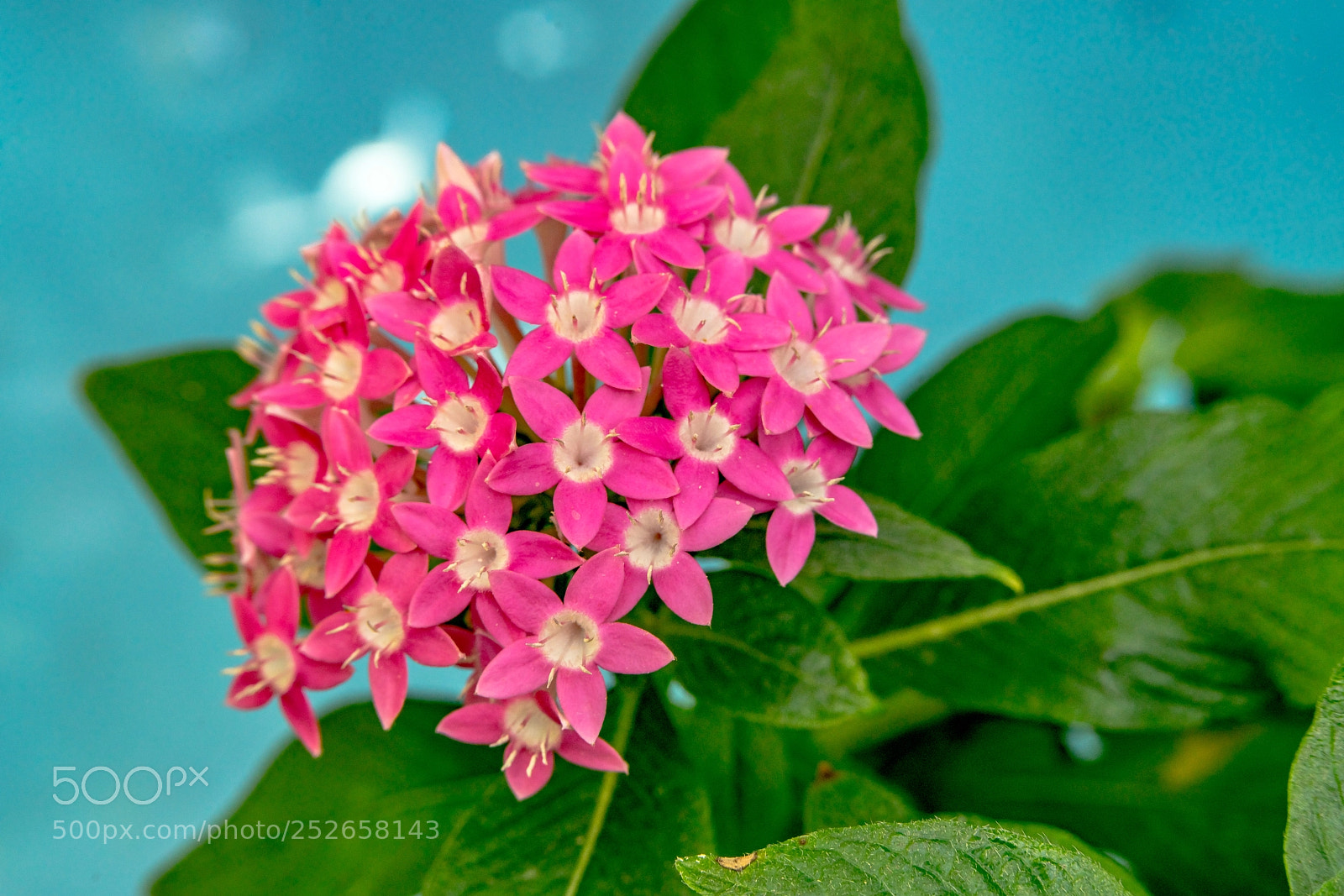 Sony a7R II sample photo. Spring horizon photography