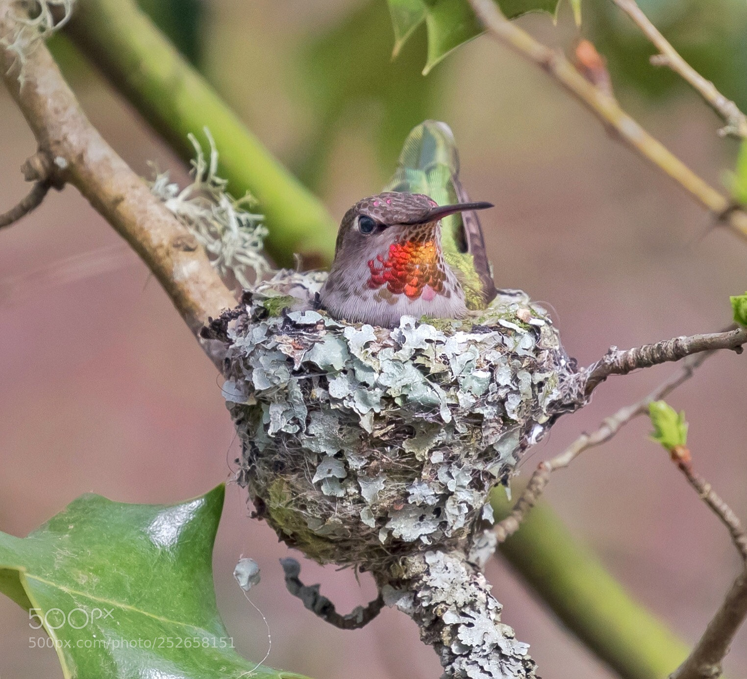 Canon EOS 5D Mark IV sample photo. Anna’s hummingbird nest photography