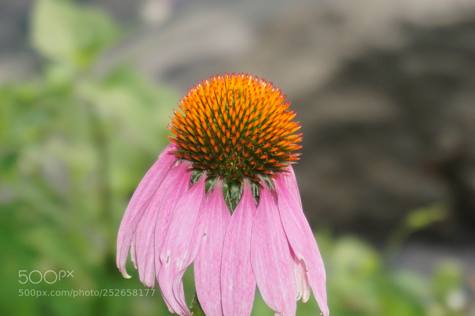 Sony a6000 sample photo. Dsc photography