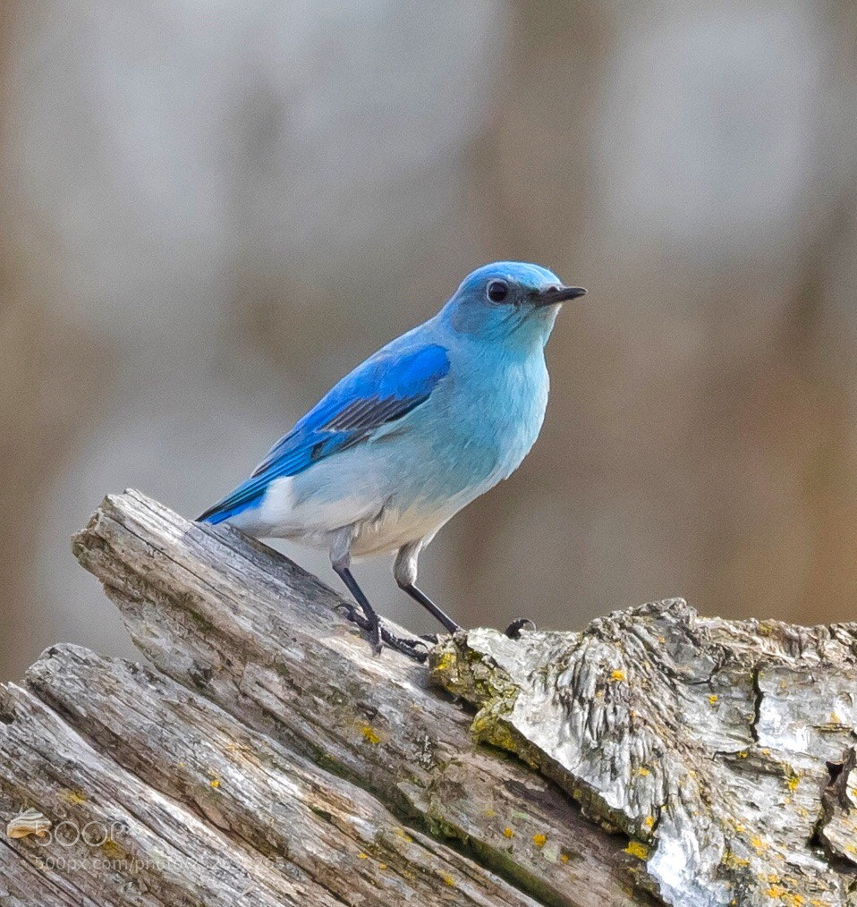 Canon EOS 5D Mark IV sample photo. Mountain bluebird photography