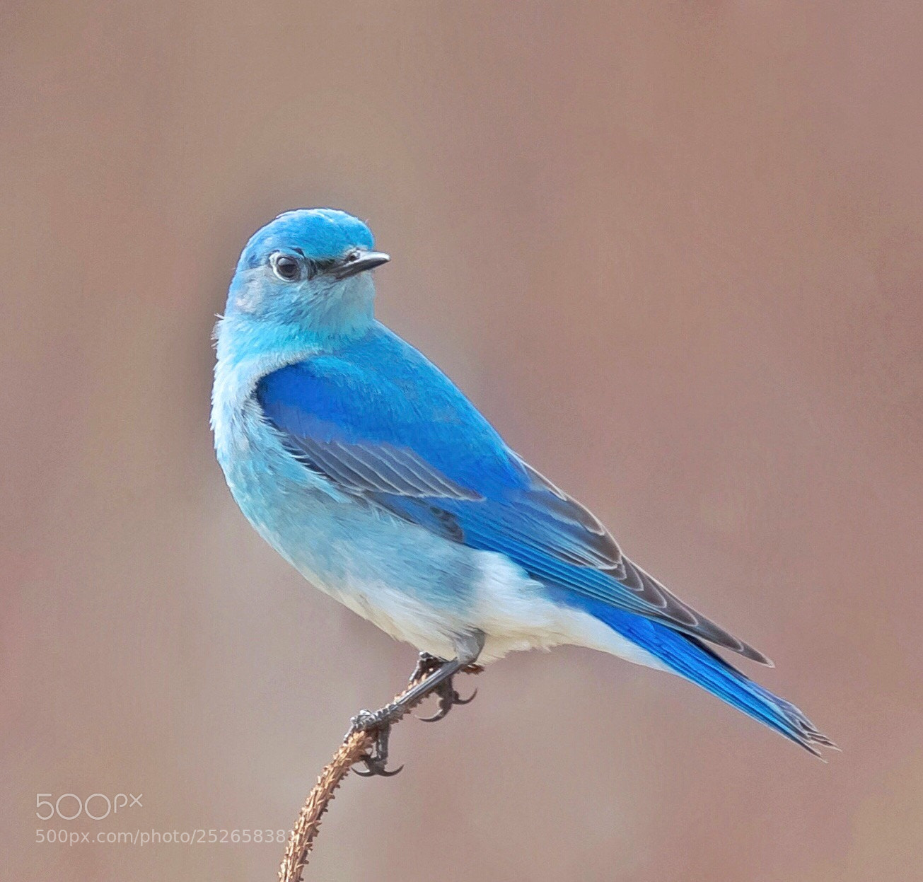 Canon EOS 5D Mark IV sample photo. Bluebird (mountain) female photography