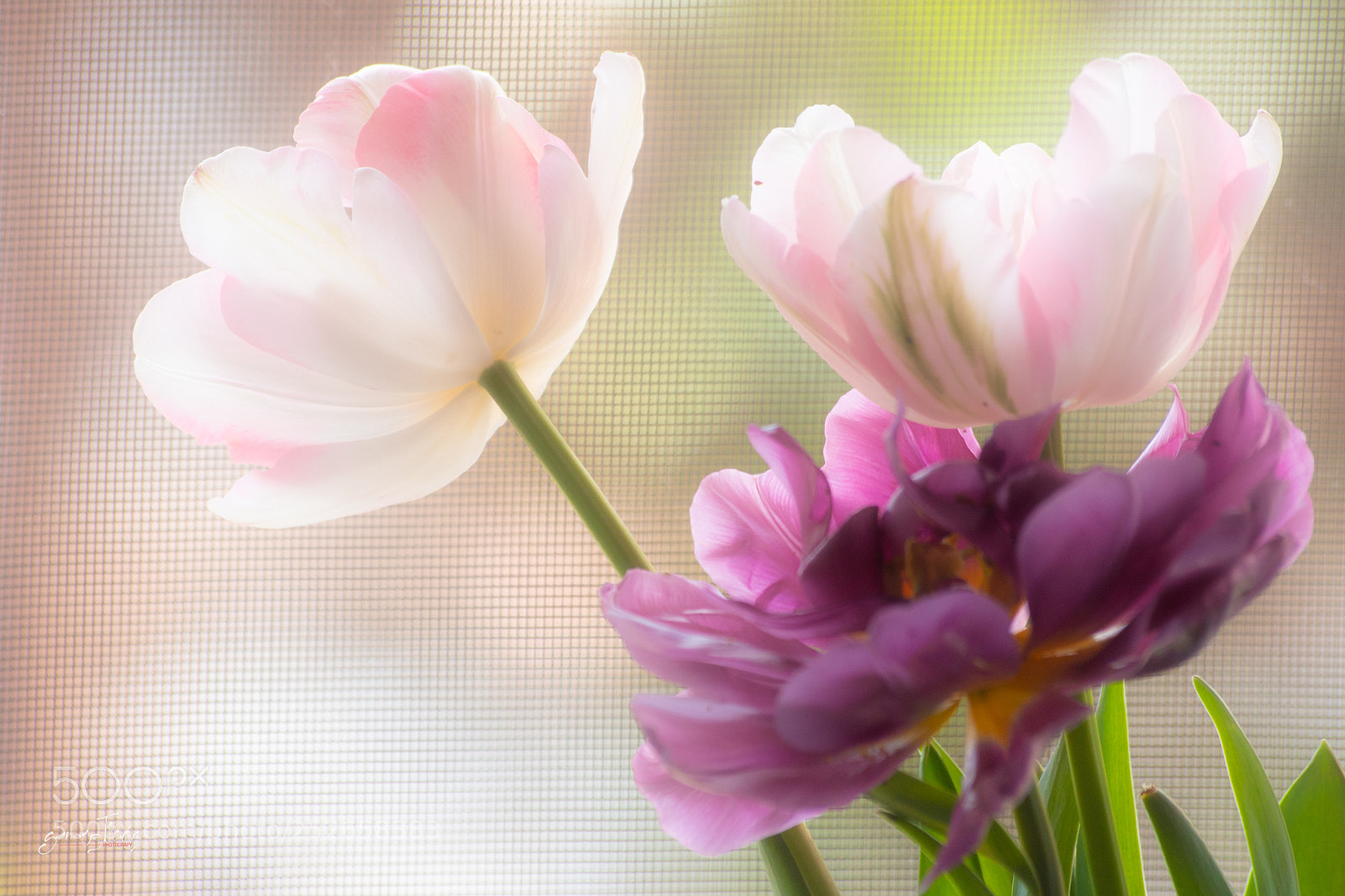 Canon EOS 70D sample photo. Beaty at the window photography