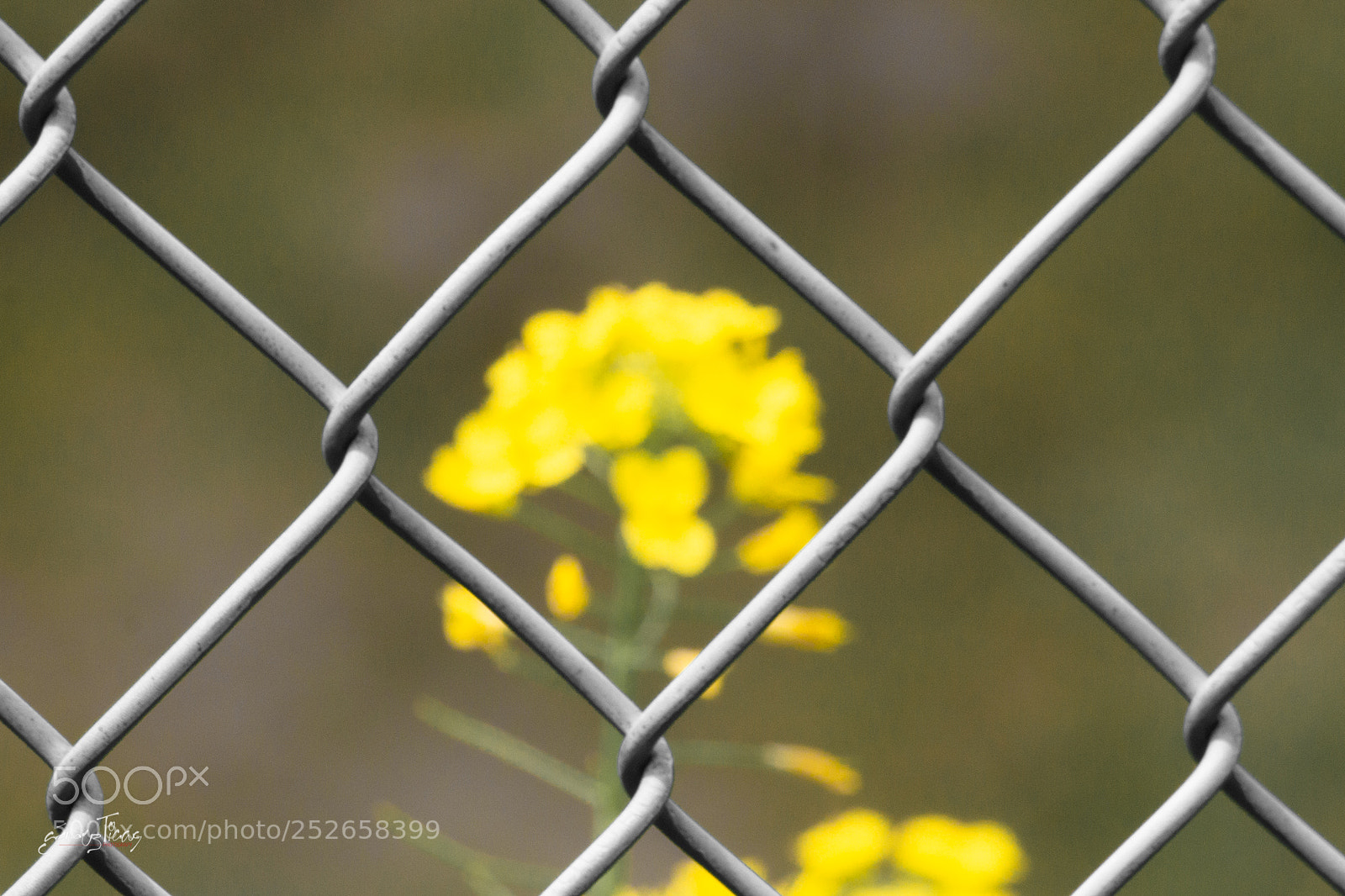Canon EOS 70D sample photo. Behind the fence photography