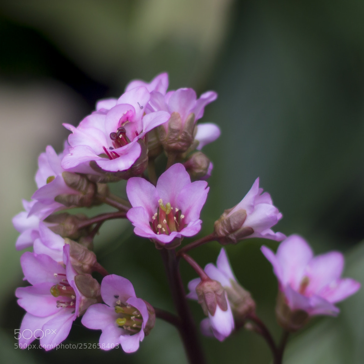 Canon EOS 60D sample photo. Pinkz photography
