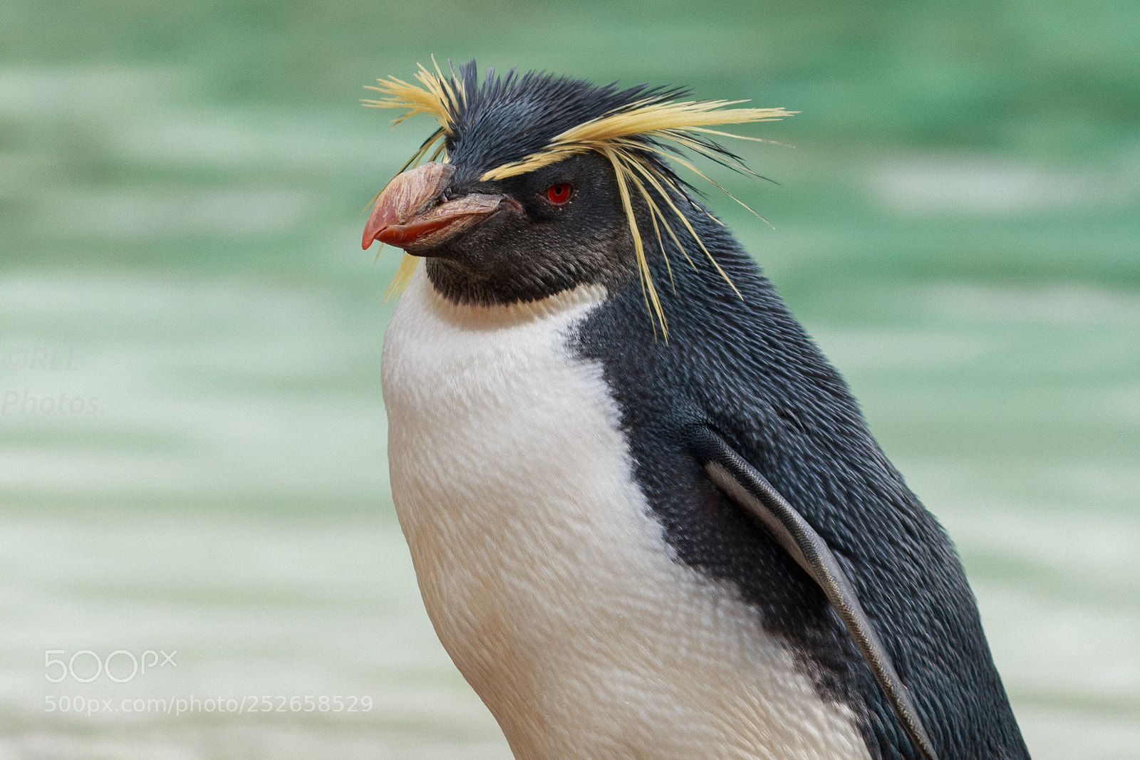 Canon EOS 70D sample photo. Punk penguin photography