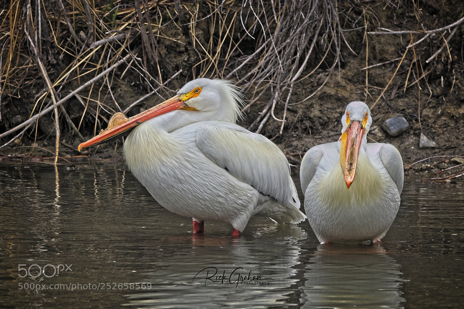 Canon EOS 80D sample photo. American pelicans photography