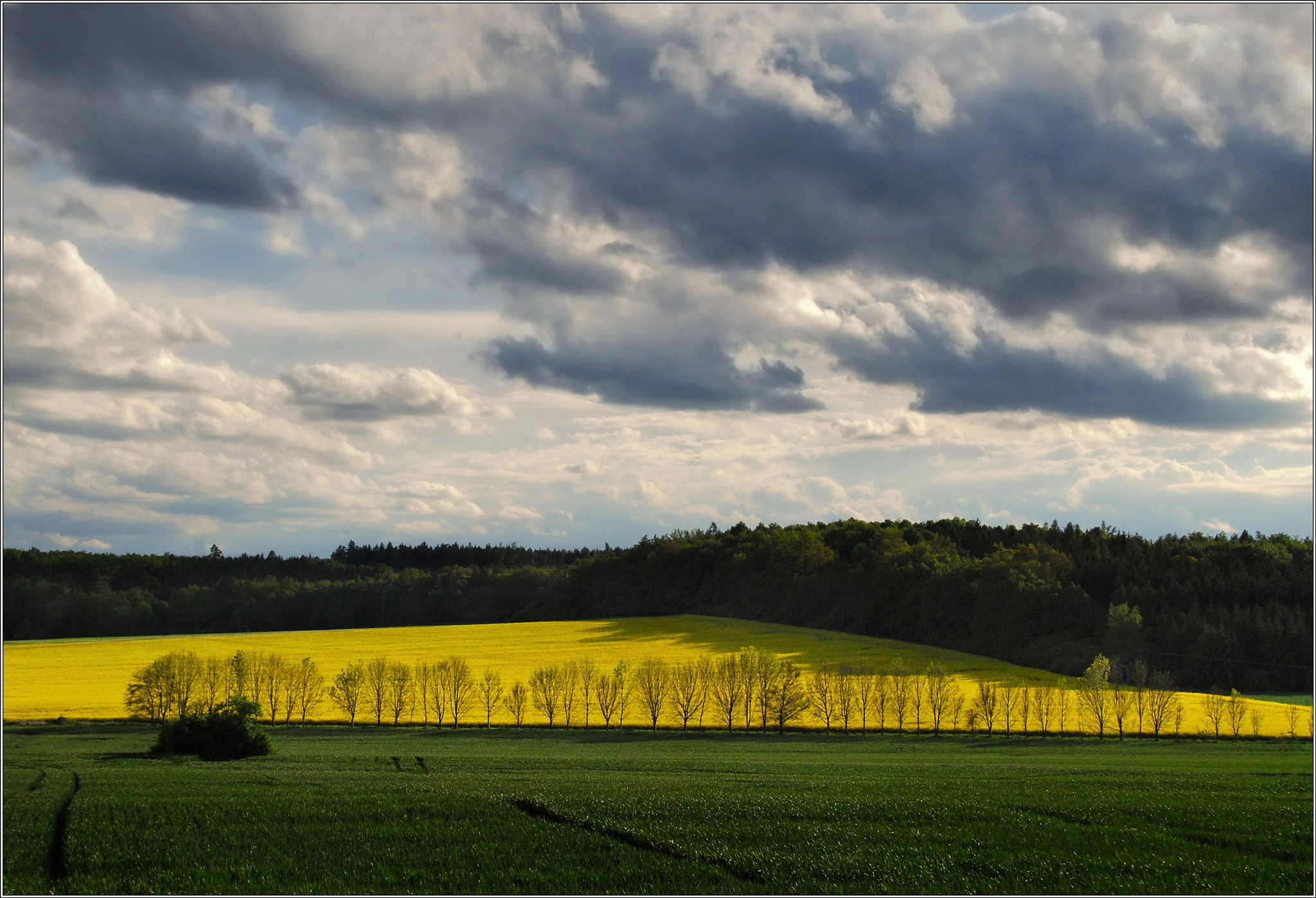 Sigma 18-200mm F3.5-6.3 DC OS HSM sample photo. Yellow and green photography