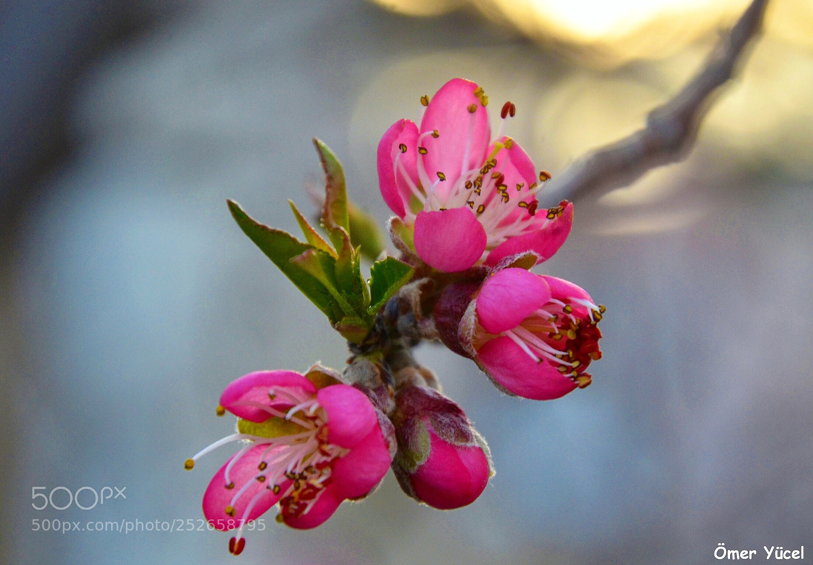 Nikon D7000 sample photo. Untitled photography
