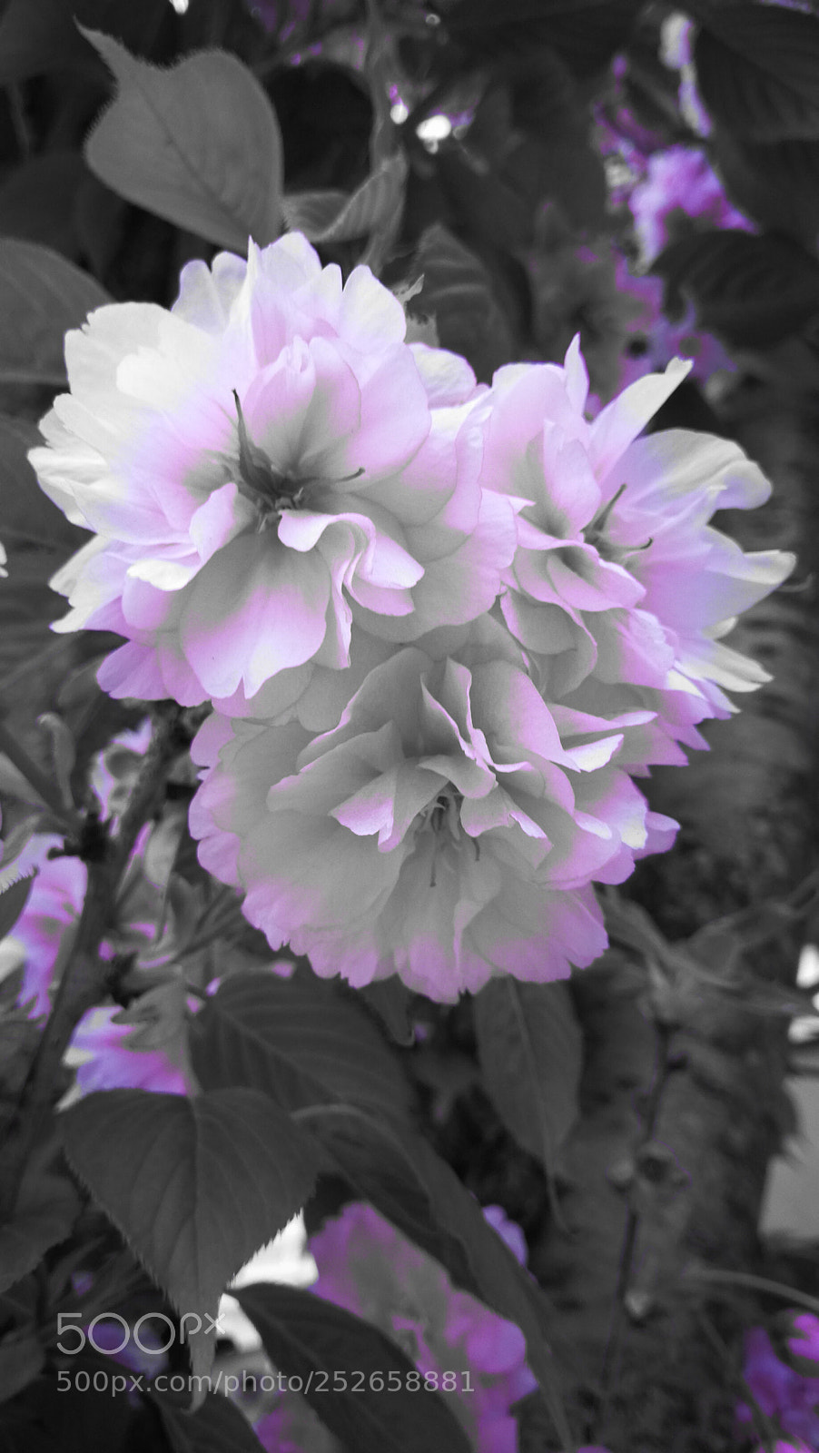 HUAWEI Mate 9 sample photo. Untitled photography