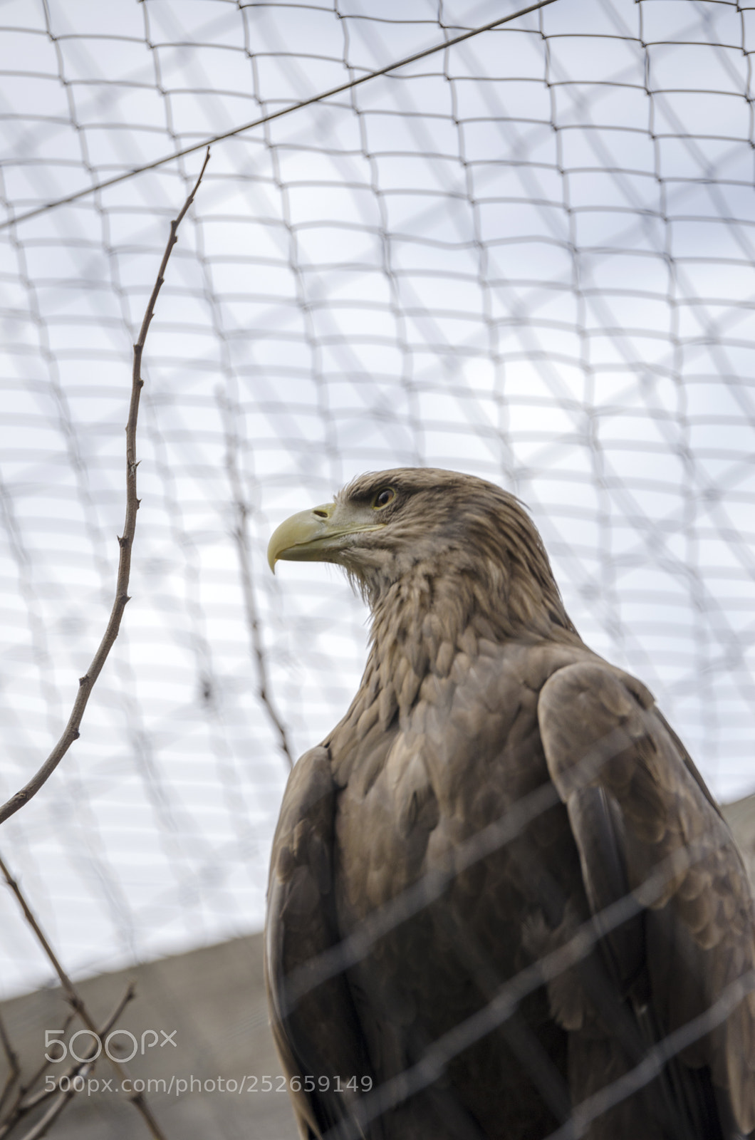 Nikon D7000 sample photo. Caged freedom photography