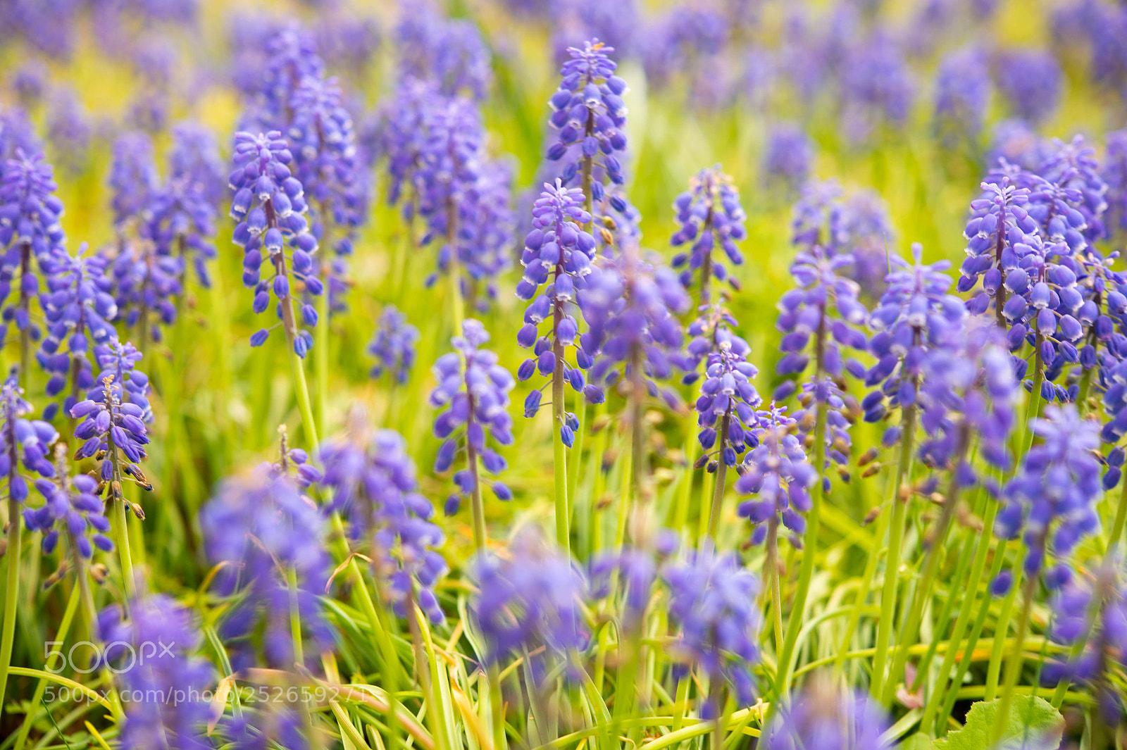 Nikon Df sample photo. Purple photography